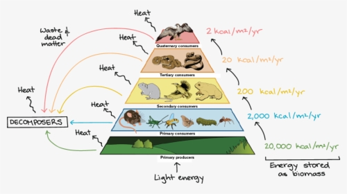 Drawing Posters Ecosystem - Food Web, HD Png Download, Free Download