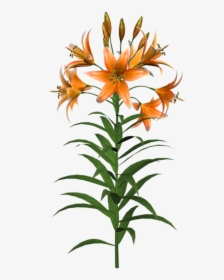 #flowers #lillies #pixabay #freetoedit - Orange Lily, HD Png Download, Free Download