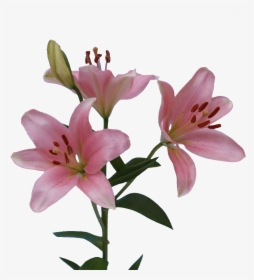 Stargazer Lily, HD Png Download, Free Download