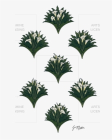 Calla Lillies - Tree, HD Png Download, Free Download