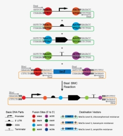 Rbs Dna, HD Png Download, Free Download