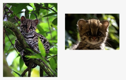 Picture - Adaptations Do Ocelots Have, HD Png Download, Free Download