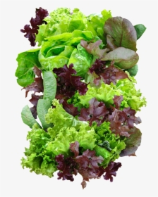 Romaine Lettuce Png, Transparent Png, Free Download