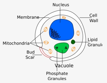 Yeast Drawing Easy - Labelled Diagram Of A Yeast Cell, HD Png Download, Free Download