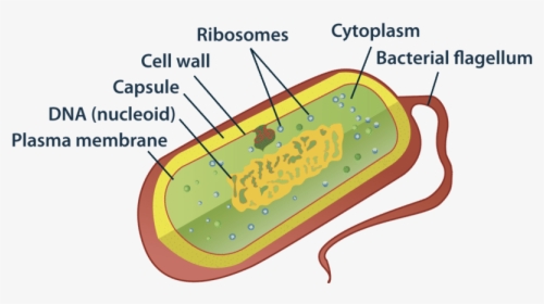 Draw A Neat Labelled Diagram Of Prokaryotic Cell, HD Png Download, Free Download