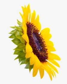 Sunflowers Png Creative - 向日葵 图片 壁纸, Transparent Png, Free Download