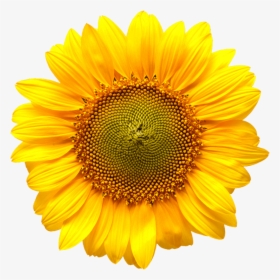 Sunflower - Hospice Uk, HD Png Download, Free Download