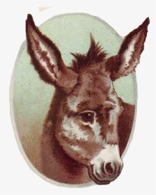 Vintage Donkey Poster, HD Png Download, Free Download
