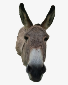 #donkey #animals #asino #friend - Burro, HD Png Download, Free Download