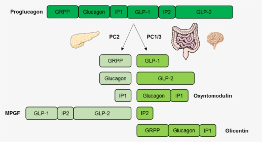 Glucagon Mechanism Of Action, HD Png Download, Free Download