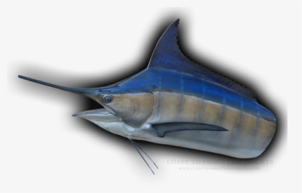 Atlantic Blue Marlin, HD Png Download, Free Download