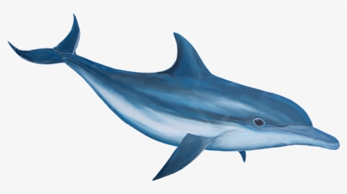 Marlin - Dolphin Png, Transparent Png, Free Download
