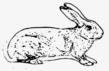 Belgian Rabbit Svg Clip Arts - White Rabbit Copyright Free, HD Png Download, Free Download