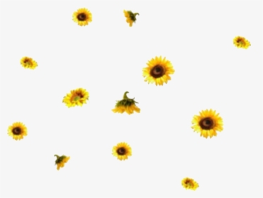 Aesthetic Sunflower Png Image Background - Aesthetic Backgrounds Png, Transparent Png, Free Download