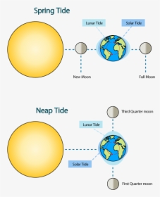 Moon Tides - Sun Earth And Moon During Spring Tide, HD Png Download, Free Download