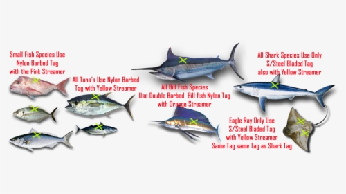 Transparent Marlin Fish Png - Eagel Ray Fish Diagram, Png Download, Free Download