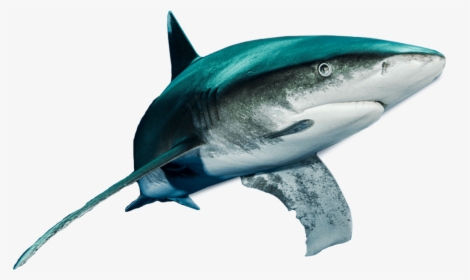 Shark Caught On A Fishing Line Png, Transparent Png, Free Download