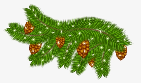 Transparent Pine Branch With Pine Cones Png Clipart - Clip Art, Png Download, Free Download