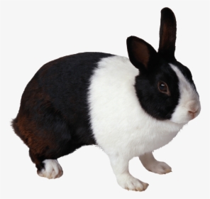 Rabbit Png Free Download - Black And White Rabbit Png, Transparent Png, Free Download