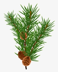Berries With Pine Bough - Christmas Tree Branch Vectors, HD Png Download, Free Download