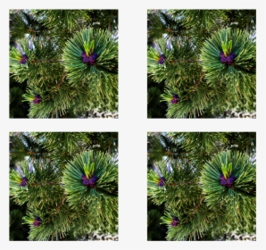 Green Pine Coasters - Lodgepole Pine, HD Png Download, Free Download