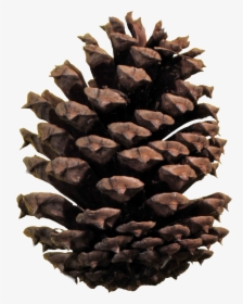 Pine Cone Png, Transparent Png, Free Download