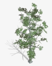 Transparent Pine Tree Branch Png - Pond Pine, Png Download, Free Download