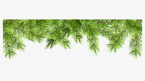 Transparent Pine Branches Clipart - Pine Border Clip Art, HD Png Download, Free Download