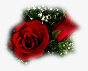 Flor Rosa Vermelha Aberta E Um Bot鉶 No Jardim Fot - Rose On Valentines Day, HD Png Download, Free Download