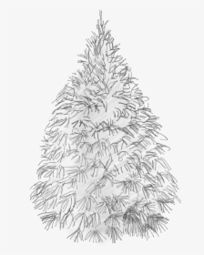 White Pine Sketch - Christmas Tree And White Png, Transparent Png, Free Download