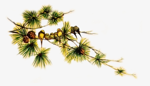 Pinecone Clipart Pine Sprig - Christmas Pinecone Transparent, HD Png Download, Free Download