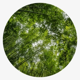 Transparent Bamboo Forest Png - Bamboo, Png Download, Free Download