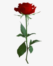 Transparent Rosa Vermelha Png - Design Flower Borders Frame, Png Download, Free Download