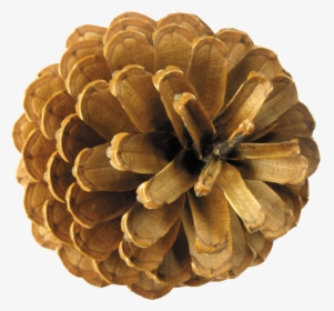 Pine Cone Top View, HD Png Download, Free Download