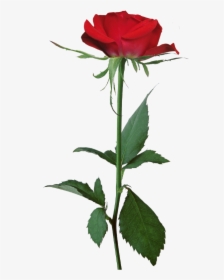 Demi Lovato Tell Me You Love Me Rose, HD Png Download, Free Download