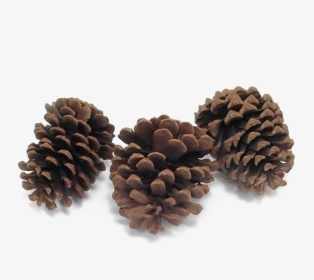 Conifer-cone - Mexican Pinyon, HD Png Download, Free Download