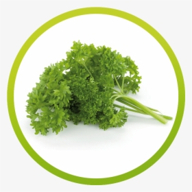 Parsley Oil, HD Png Download, Free Download