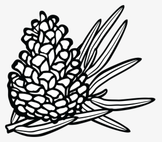 Cone Line Drawing At - Sketsa Gambar Buah Pinus, HD Png Download, Free Download