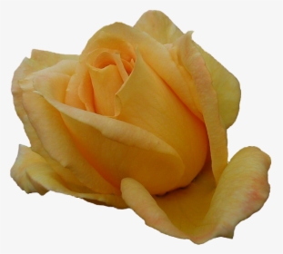 Tropical Flowers Png -transparent Yellow Rose File - Yellow Rose Bud, Png Download, Free Download