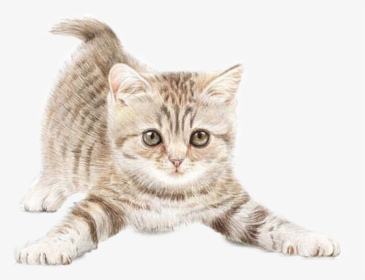 Cat With Small Ears - Kitten With Transparent Background, HD Png Download, Free Download