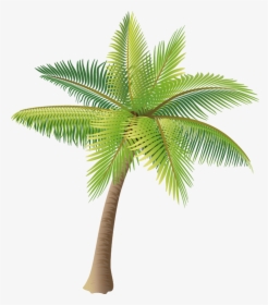 Coconut Tree Vector Material Png Png Download - Transparent Coconut Tree Vector, Png Download, Free Download
