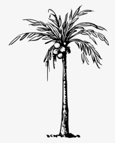 Coconut, Palm, Plant, Tree - Clip Art Of Coconut Tree, HD Png Download, Free Download