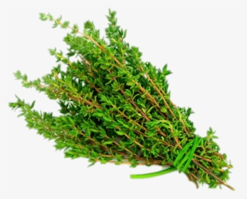Thyme - Thyme Meaning In Hindi, HD Png Download, Free Download