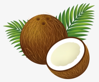 Coconut Tree Png Clipart - Transparent Background Coconut Clipart, Png Download, Free Download
