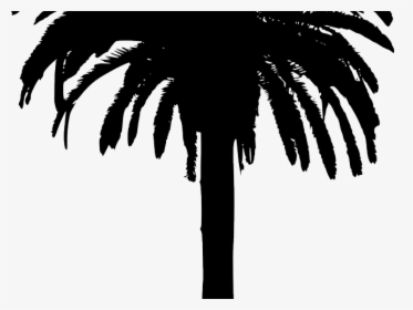 Transparent Bamboo Clipart - Silhouette Palm Tree Png, Png Download, Free Download