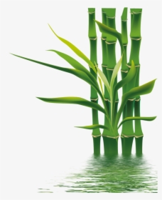 Bamboo Png, Transparent Png, Free Download