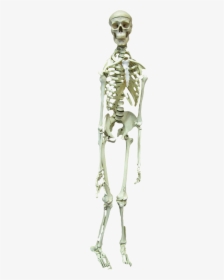 Free Scary Halloween Skeleton Png Image - Skeleton, Transparent Png, Free Download