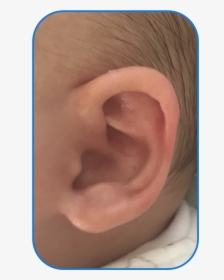 Ear Buddies Parent Review - Flesh, HD Png Download, Free Download