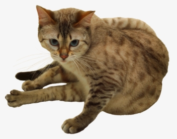 Cat Png - Bengal Tabby Cat, Transparent Png, Free Download