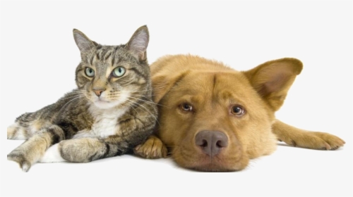 Format Max - Fine Pet Pet Feeder, HD Png Download, Free Download